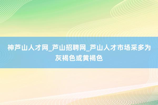 神芦山人才网_芦山招聘网_芦山人才市场采多为灰褐色或黄褐色