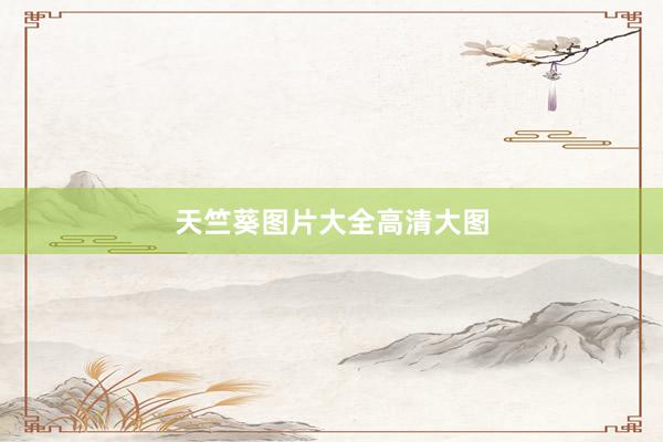 天竺葵图片大全高清大图